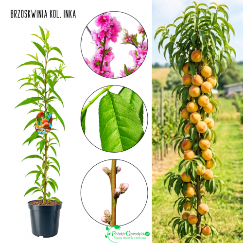 Brzoskwinia kolumnowa Inka słodka deserowa 100-150 cm