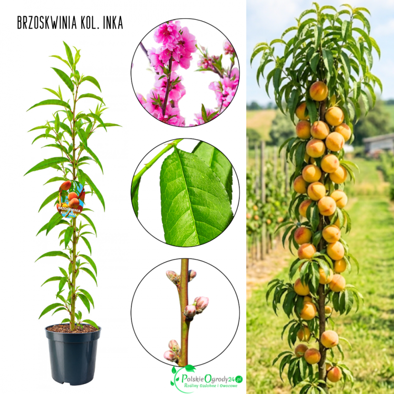 Brzoskwinia kolumnowa Inka słodka deserowa 100-150 cm
