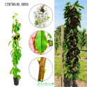Czereśnia kolumnowa Kordia deserowa słodka 100-150 cm