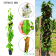Czereśnia kolumnowa Kordia deserowa słodka 100-150 cm