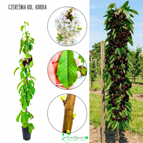 Czereśnia kolumnowa Kordia deserowa słodka 100-150 cm