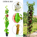 Czereśnia Burlat kolumnowa soczysta słodka 100-150 cm