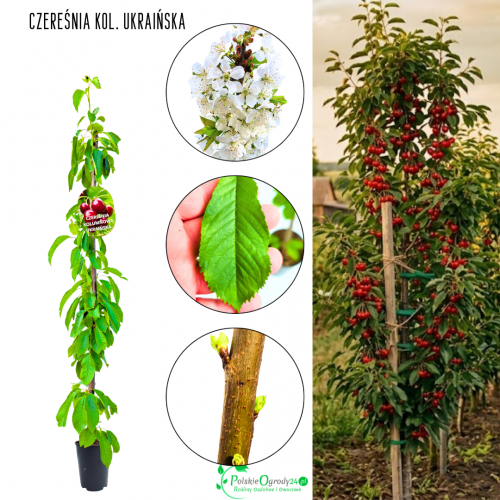 Czereśnia kolumnowa Ukraińska do ogrodu 100-150 cm