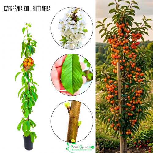Czereśnia kolumnowa Buttnera na przetwory 100-150 cm