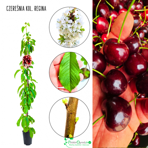 Czereśnia kolumnowa Regina deserowa odmiana 100-150 cm