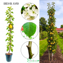Grusza kolumnowa Klapsa Faworytka słodka 100-150 cm