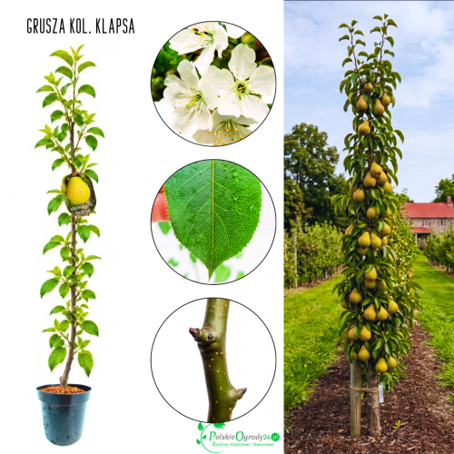 Grusza kolumnowa Klapsa Faworytka słodka 100-150 cm