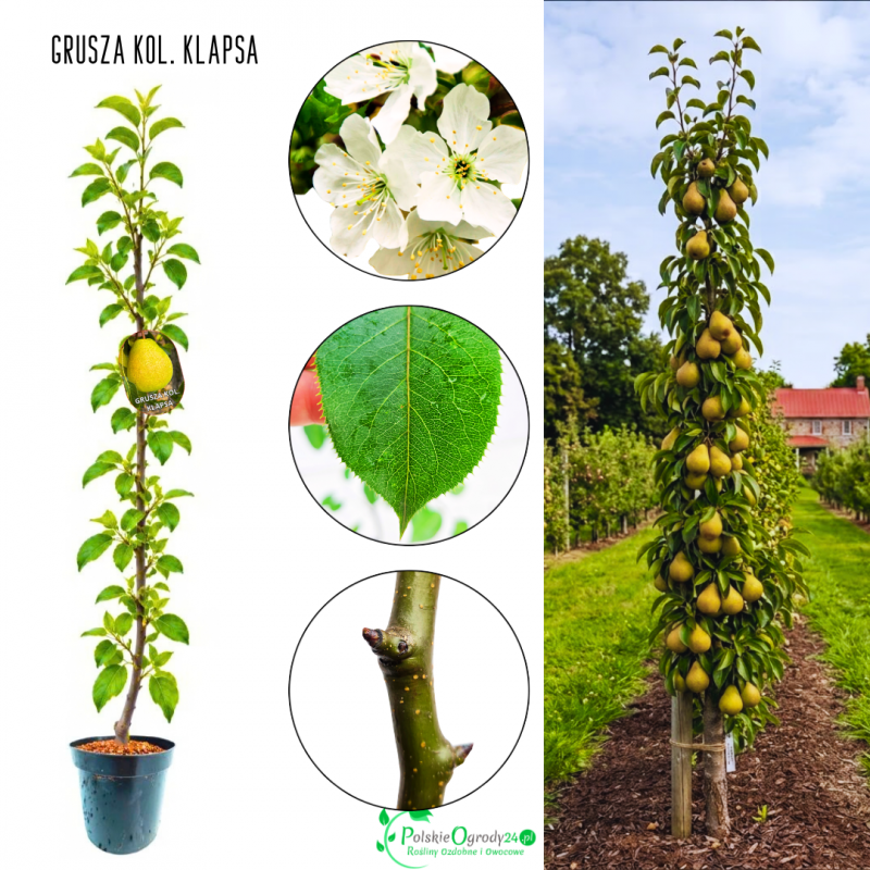 Grusza kolumnowa Klapsa Faworytka słodka 100-150 cm