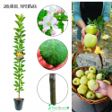 Jabłoń kolumnowa Papierówka Żółta deserowa 100-150 cm