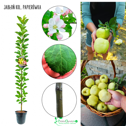 Jabłoń kolumnowa Papierówka Żółta deserowa 100-150 cm