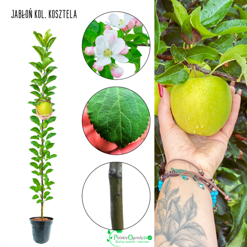 Jabłoń kolumnowa Kosztela stara odmiana 100-150 cm