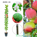 Jabłoń kolumnowa Ligol chrupiąca słodka 100-150 cm