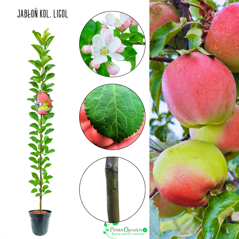 Jabłoń kolumnowa Ligol chrupiąca słodka 100-150 cm