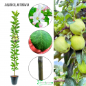Jabłoń kolumnowa Antonówka aromatyczna 100-150 cm