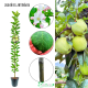 Jabłoń kolumnowa Antonówka aromatyczna 100-150 cm