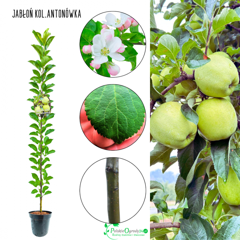 Jabłoń kolumnowa Antonówka aromatyczna 100-150 cm