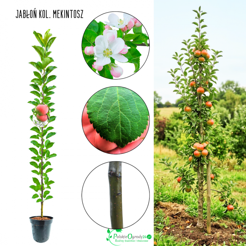 Jabłoń kolumnowa Mekintosz na przetwory 100-150 cm