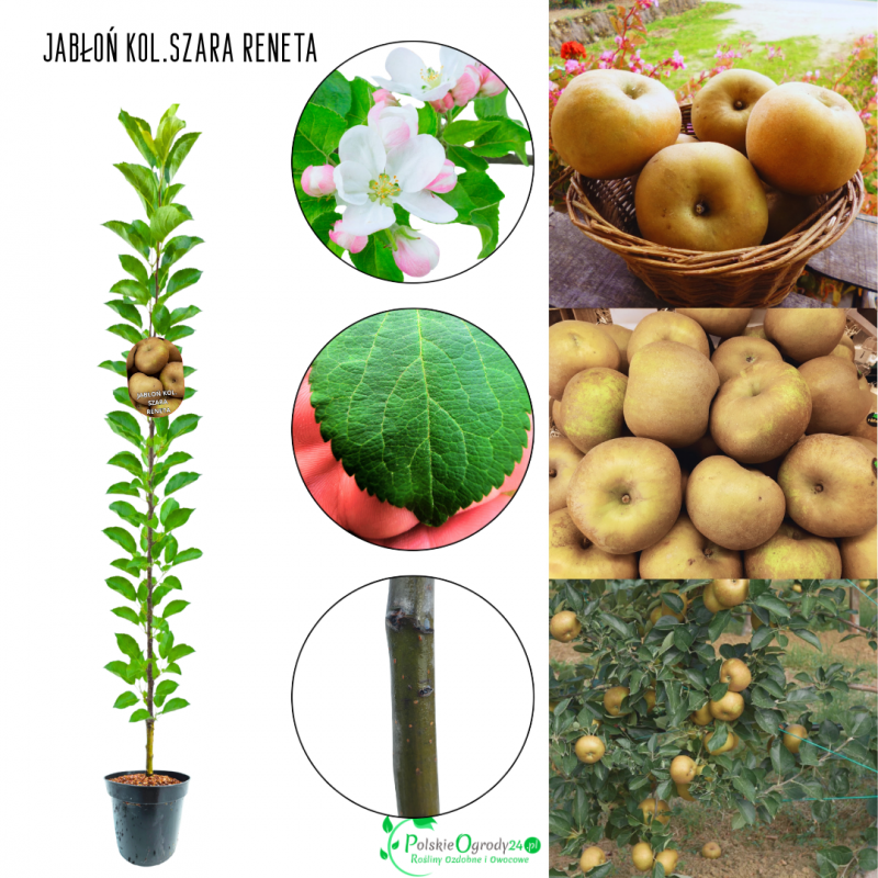 Jabłoń kolumnowa Szara Reneta na szarlotkę 100-150 cm