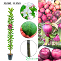 Jabłoń kolumnowa Malinówka jesienna odmiana 100-150 cm
