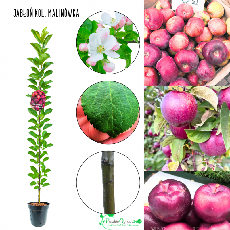Jabłoń kolumnowa Malinówka jesienna odmiana 100-150 cm