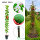 Jabłoń kolumnowa Jonagold deserowe owoce 100-150 cm