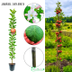Jabłoń kolumnowa Złota Reneta do ciast 100-150 cm