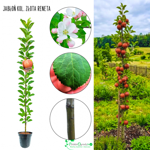 Jabłoń kolumnowa Złota Reneta do ciast 100-150 cm
