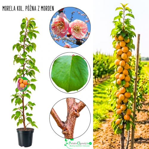 Morela kolumnowa Późna z Morden mrozoodporna 100-150 cm