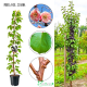 Morela kolumnowa Czarna rzadka odmiana 100-150 cm