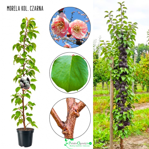 Morela kolumnowa Czarna rzadka odmiana 100-150 cm