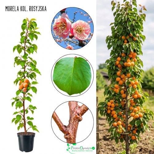 Morela kolumnowa Rosyjska pewne owocowanie 100-150 cm
