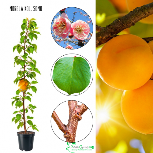 Morela kolumnowa Somo plenna do ogrodu 100-150 cm