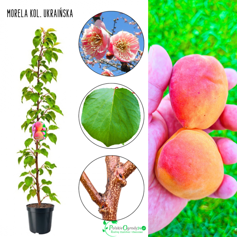 Morela kolumnowa Ukraińska na nalewki i dżemy 100-150 cm