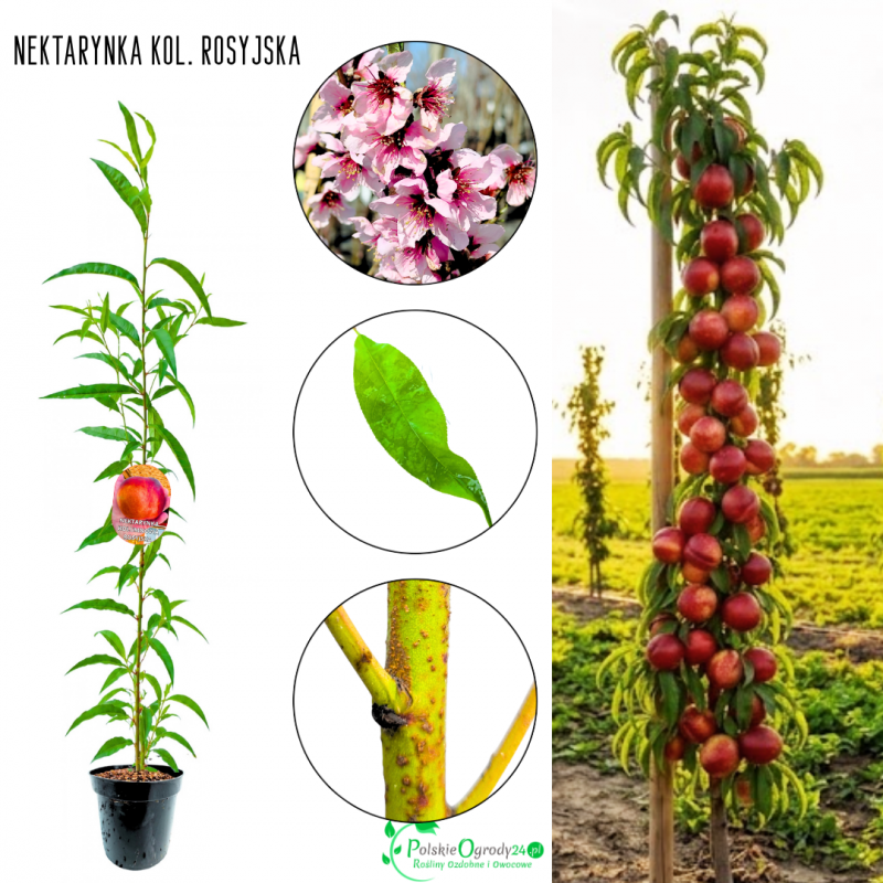 Nektarynka kolumnowa Rosyjska gładka skórka 100-150 cm