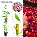 Nektarynka kolumnowa Fantasia obfite zbiory 100-150 cm