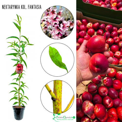 Nektarynka kolumnowa Fantasia obfite zbiory 100-150 cm