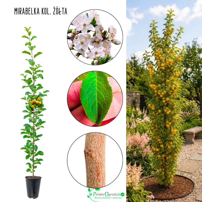 Śliwa kolumnowa Mirabelka Żółta mała pestka 100-150 cm
