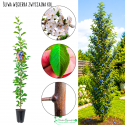 Śliwa kolumnowa Węgierka Zwyczajna do ciast 100-150 cm