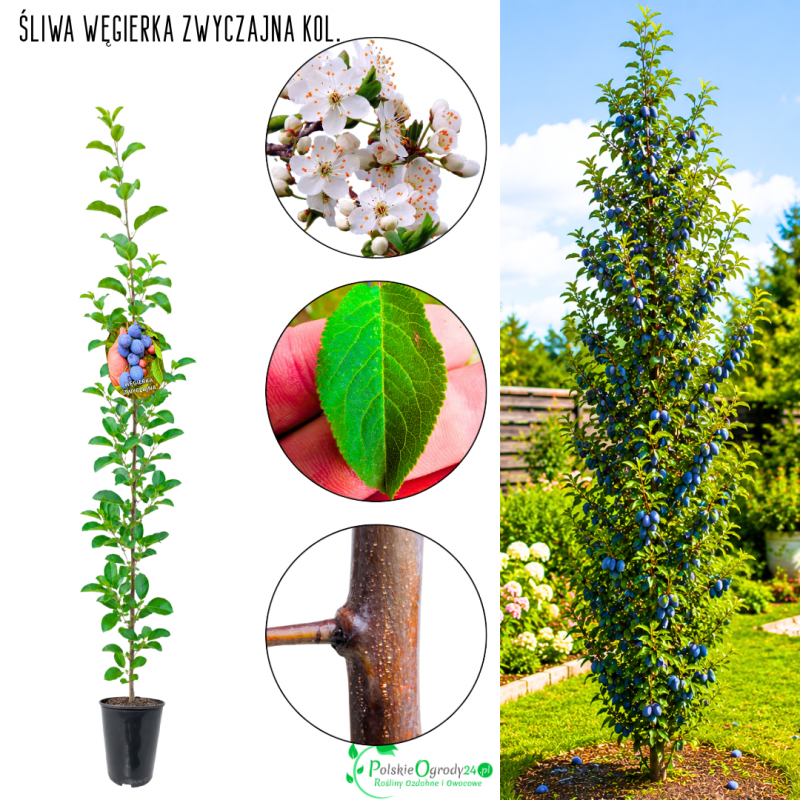 Śliwa kolumnowa Węgierka Zwyczajna do ciast 100-150 cm