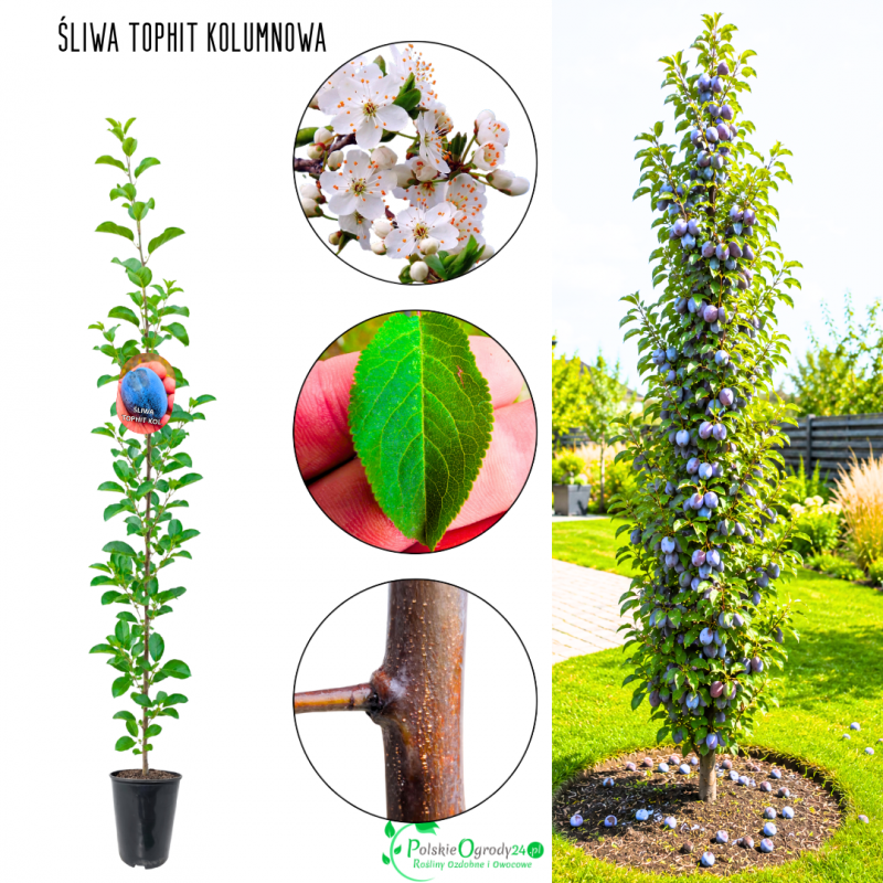 Śliwa kolumnowa Tophit dobrze znosi zimę 100-150 cm