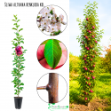 Śliwa kolumnowa Renkloda Althana na kompoty 100-150 cm