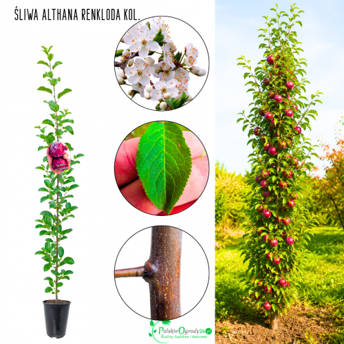 Śliwa kolumnowa Renkloda Althana na kompoty 100-150 cm