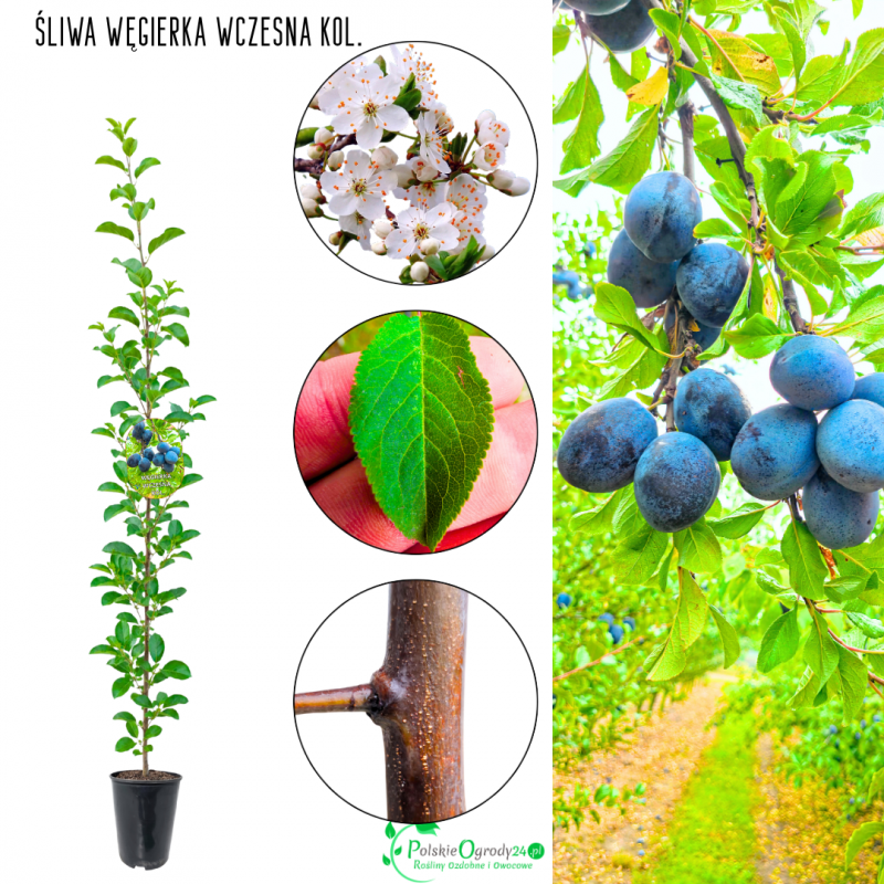 Śliwa kolumnowa Węgierka Wczesna szybki zbiór 100-150 cm