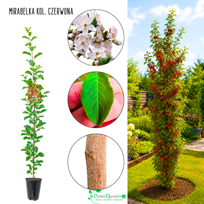 Śliwa kolumnowa Mirabelka Czerwona dawny smak 100-150 cm