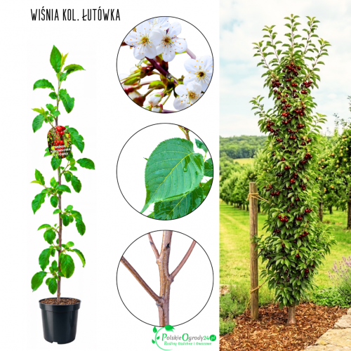 Wiśnia kolumnowa Łutówka na domowe nalewki 100-150 cm