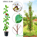 Wiśnia kolumnowa Szklanka bezbarwny sok 100-150 cm