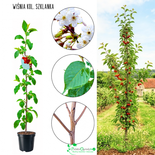 Wiśnia kolumnowa Szklanka bezbarwny sok 100-150 cm