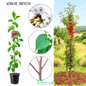 Wiśnia kolumnowa Northstar na gęste dżemy 100-150 cm