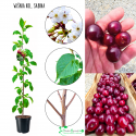 Wiśnia kolumnowa Sabina do małego ogrodu 100-150 cm