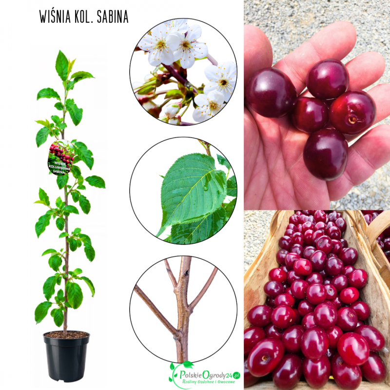 Wiśnia kolumnowa Sabina do małego ogrodu 100-150 cm